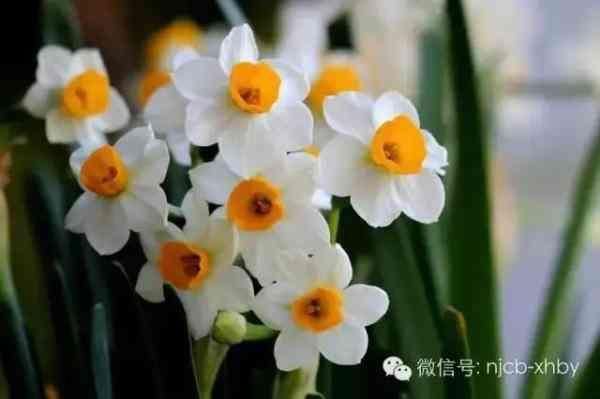 过年家里摆什么花好？春节买花指南！拿走不谢……