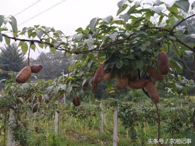 农村小伙返家种植它,亩产值五万元