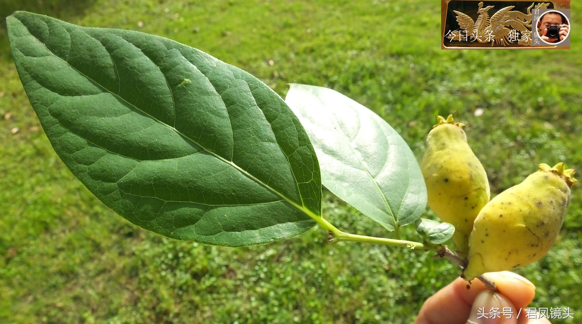 湖北宜昌:腊梅结出果实!你见过吗?腊梅果药名土巴豆!