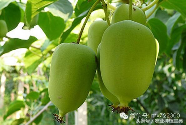 收藏眉县所产猕猴桃品种大全,眉县人你造吗