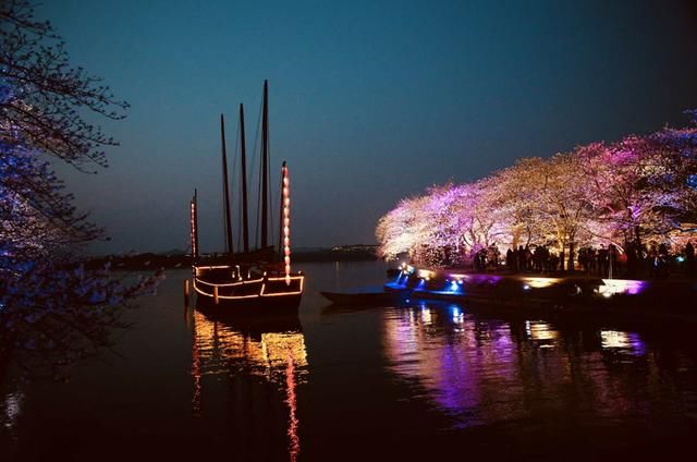 太湖鼋头渚夜赏樱花游园会:一场视觉与听觉的“饕餮盛宴”
