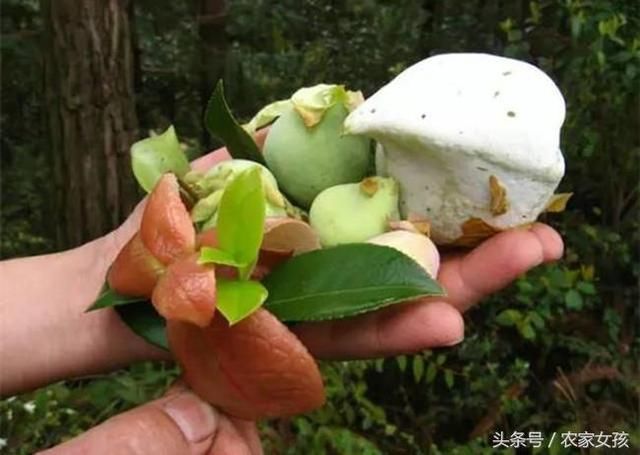 80后农村娃最爱的野果之一，现在孩子估计见到都难了