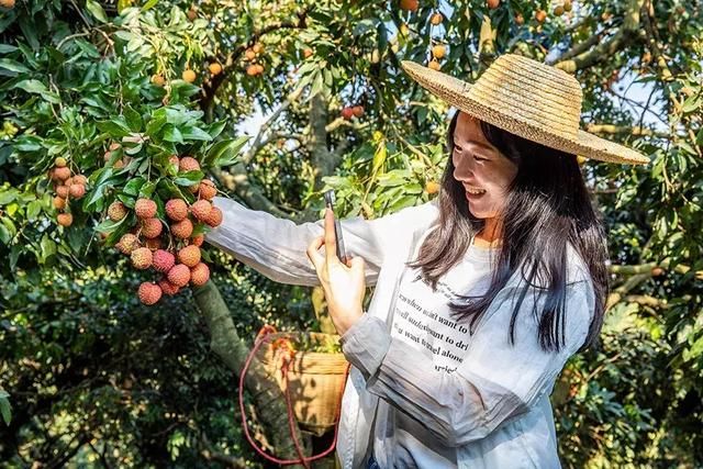 博罗荔枝清甜爽口价格亲民，到这些地方采摘就对了！