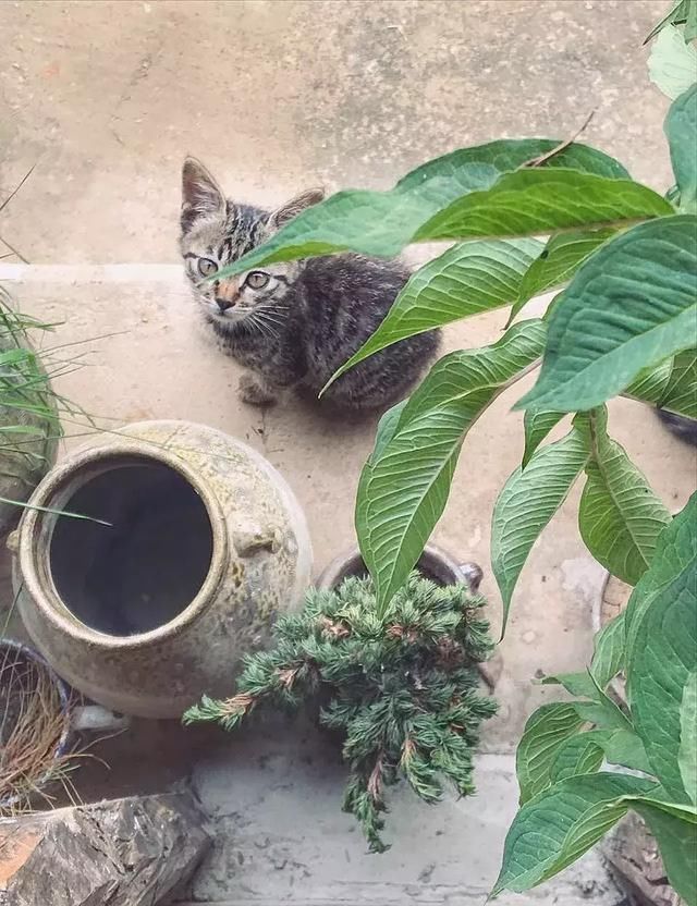 他隐居大理，挖菌子做陶器为生，日记帖断更后，引得几万网友关心