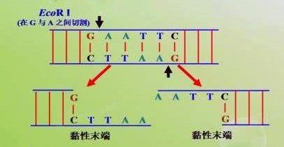 【科学范儿】带有基因剪刀的工具猪中科馆带你探索遗传的奥秘