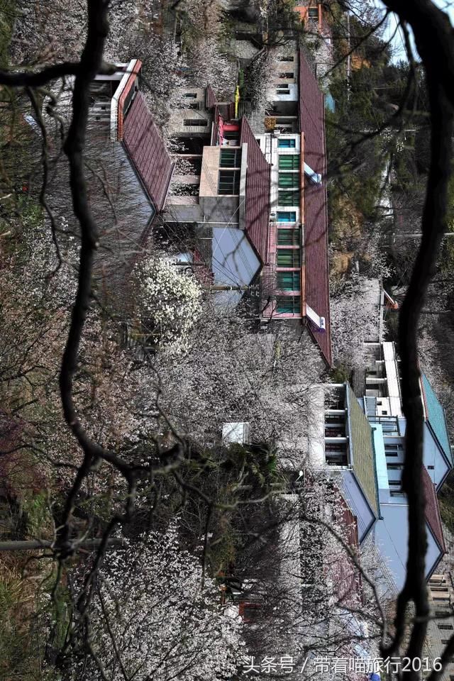 宁波四明山上这个神秘村庄，被樱桃花包围，如同世外桃源