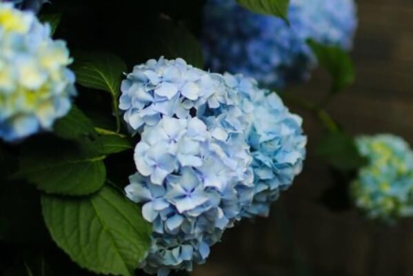灌木绣球花能在室内养吗?种子价格多少钱一斤?什么时候种植开花