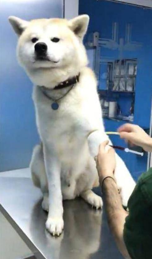 狗狗生病需要抽血化验,狗狗看了主人一眼,做出