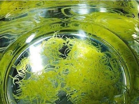这种“皮”不要丢!熬碗酱，咳嗽再顽固，吃一口必断根!老少皆宜