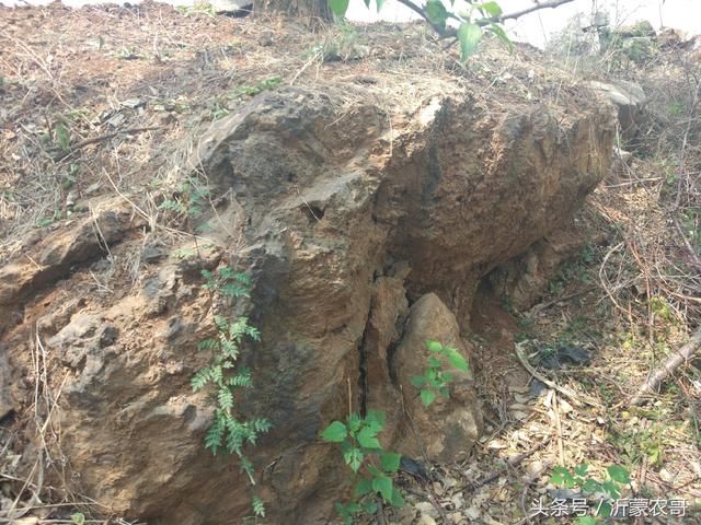 20年前这里开采过铁矿石，现在已经变成果园，结出的水果适合补铁