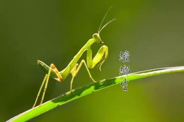 芒种养生:祛湿毒、养心血!