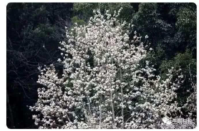 永安天斗红梅开！三明赏花处还有哪里？