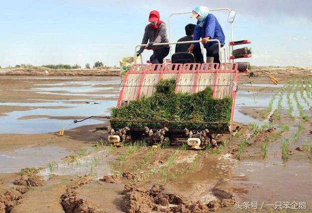 农村小伙在沙漠深处种出5000亩水稻