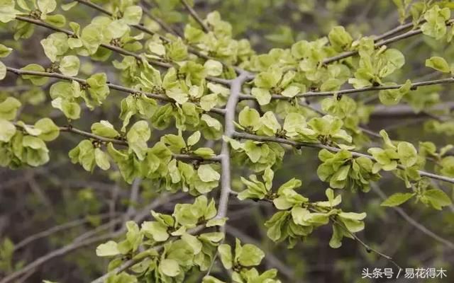 小叶榔榆、花皮榆、榆树、榉树的区别辨识之浅见