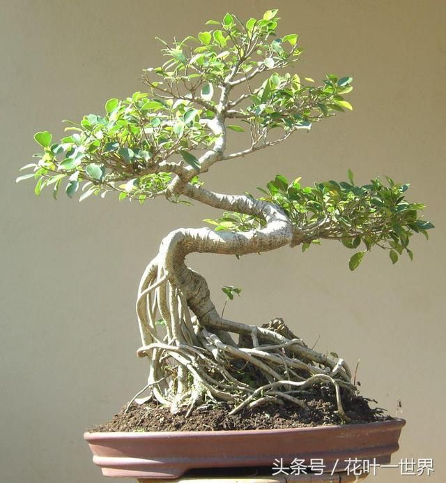 看这些盆景充满“诗情画意”,清秀古雅的风姿令人目不转睛!极美