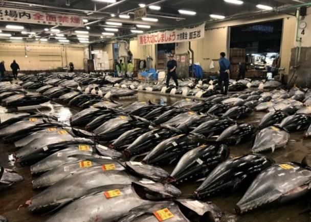 日本东京筑地市场新年首次拍卖,最贵金枪鱼以
