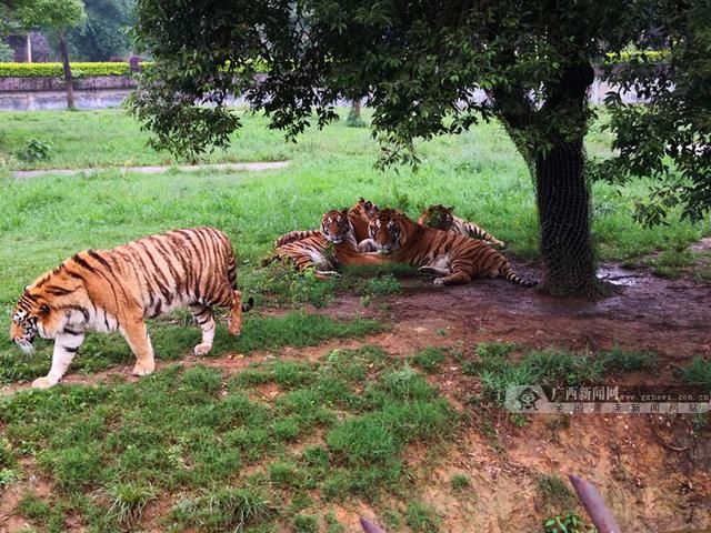 吓人!桂林熊虎山庄发生老虎伤人事件,一名饲养