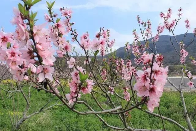 【每月在路上】三月,送你最in的赏花攻略,十大赏花胜地,愿你不