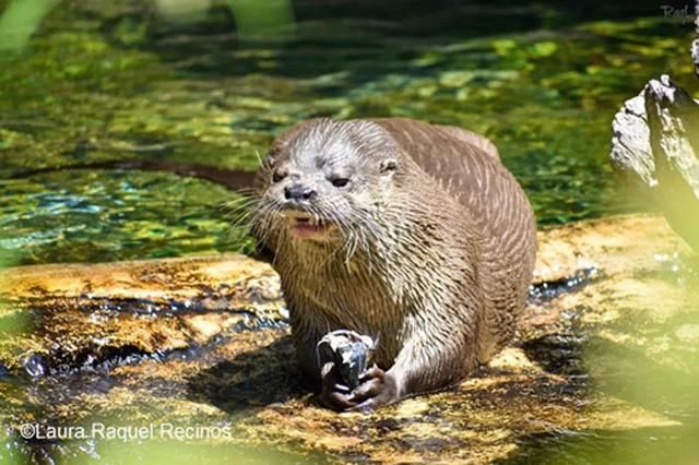 长尾獭 Lontra longicaudis 水獭的英文名otter是由古英语otor派生而来,而otter的英式发音与water(水)相似,它们对水环境的依赖程度从名字就可见一斑,对栖息地其它方面的环境也比较挑剔。 沿海水域的水獭用淡水来洗去皮毛上的盐,生活地需要有干净的淡水环境。且水獭多为穴居型动物,岸边植被区域对于它们的自我防卫也不可或缺,巢穴选址对环境的隐蔽度要求也高。