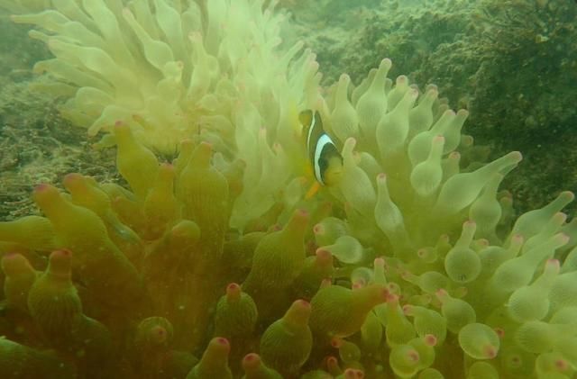 三亚gdp比青岛_朵比三亚写真(2)