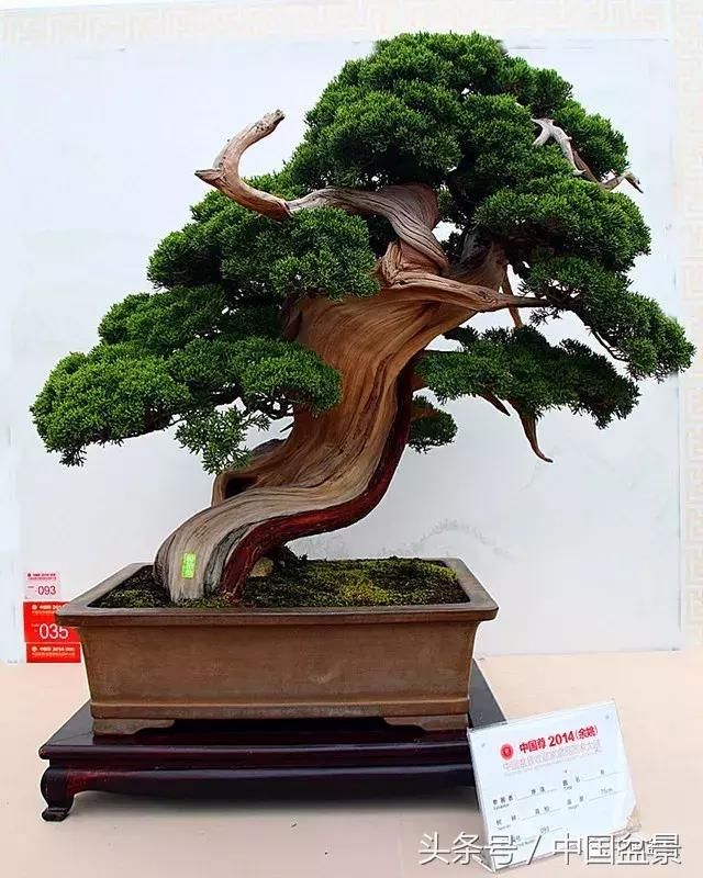 盆景精品回放与盆友新作欣赏