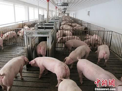 加快生猪生产恢复