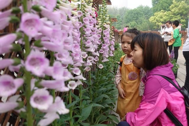 “五一”假期玉渊潭公园首邀亲子家庭栽植鲁冰花