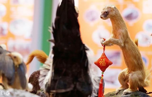 黄皮子上身科学解释