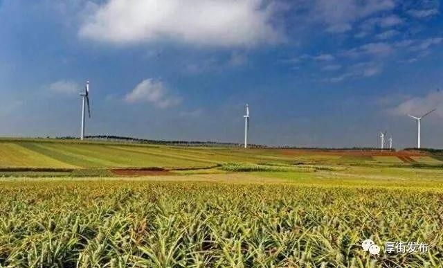 菠萝滞销,湛江果农奔波数百里,免费给儿子高校