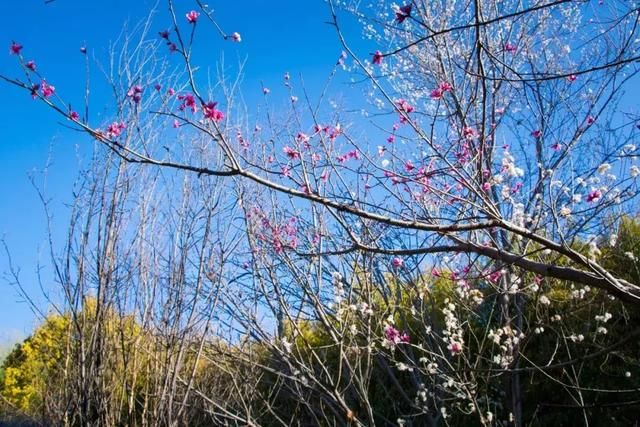 3月，美的不仅是丽江，更是丽江旁边的这座小城！