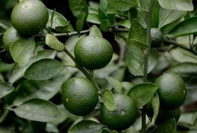 绿色柑橘种植与管理技术措施
