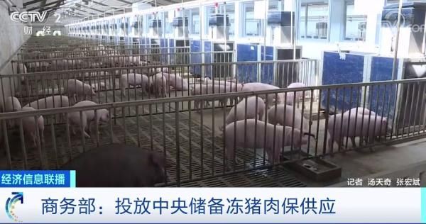 国家4万吨猪肉