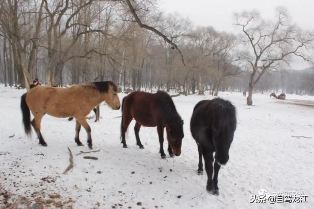 研学营冰天雪地里的欧陆文化大课堂 助力冬奥