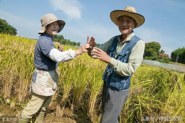 农业补贴应该补给田主还是种粮人？