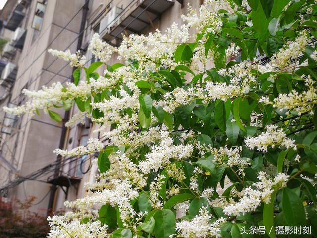 花卉欣赏：暴马丁香，花香扑鼻，寺院多以此替代菩提树