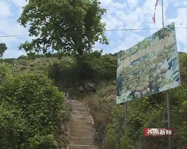 苍南马站下魁村：“无核荔枝”长势喜人 预计7月可上市