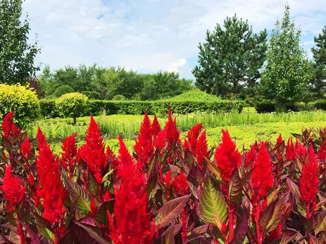 黑龙江依安:那里的植物园,景色挺不错的