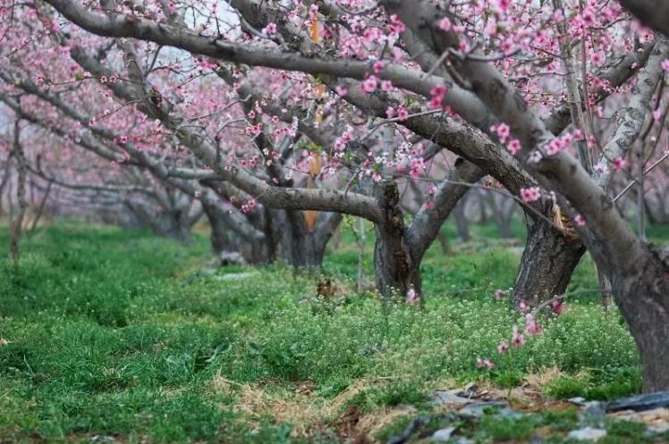 惊蛰三花:这三种花一开，春天就来了