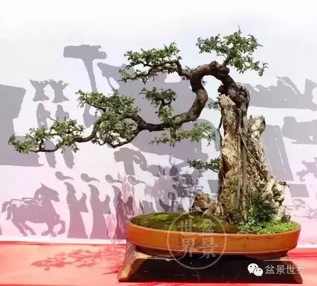 一组盆景精品欣赏 象这样的丑疙瘩，却是人见人爱