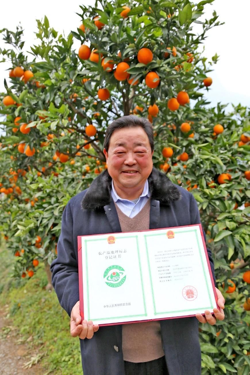 湖北宜昌:有种鹅蛋状的柑橘,叫兴山锦橙,放在家