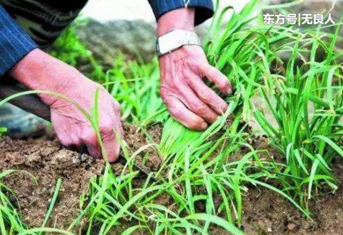 农村最出名的几种懒人菜，种在地里不用管，躺在家里都吃不完！