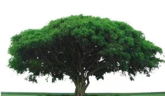 心理学:哪棵树最高大,测你另一半身高有多高!