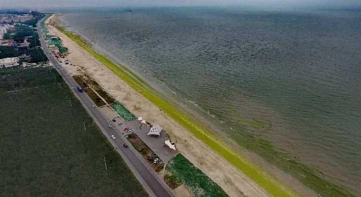 现场丨海浪像“抹茶” 海滩成“草原”