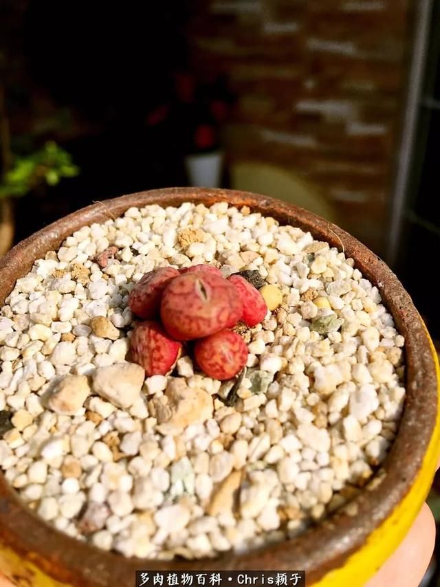 我的屋顶多肉花园：景天，番杏，肉锥，盆坑……三年多的养肉经！