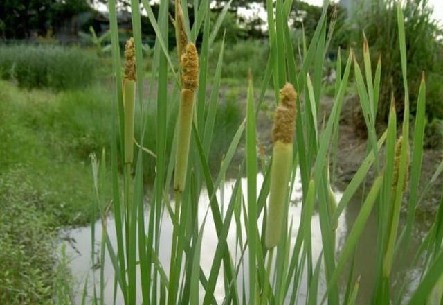 农村这种像"热狗"植物,有很强的药用价值,城里能卖上5
