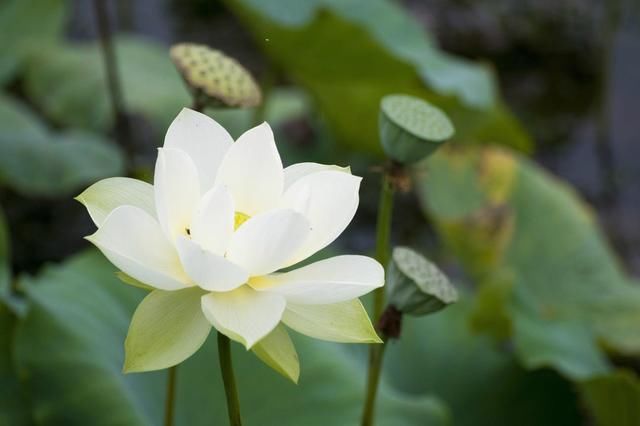 现在就养！这5种花，夏天温度越高越开花！跟打了鸡血一样