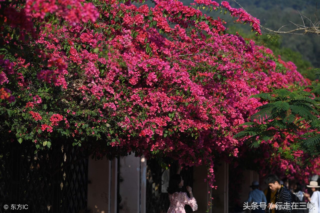 三角梅花开成瀑，花团似锦姹紫嫣红