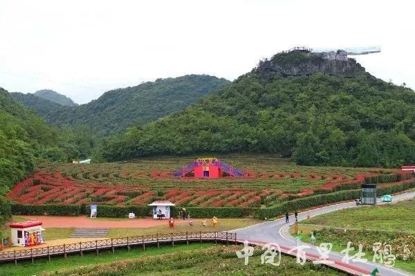 国内首个横跨花海的玻璃吊桥，现在花一份钱就能玩两个景区