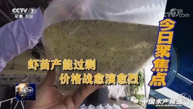 养虾界发生巨大震荡，已惊动央视！