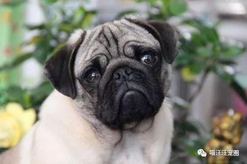 考眼力!这是什么狗?!京巴八哥傻傻分不清